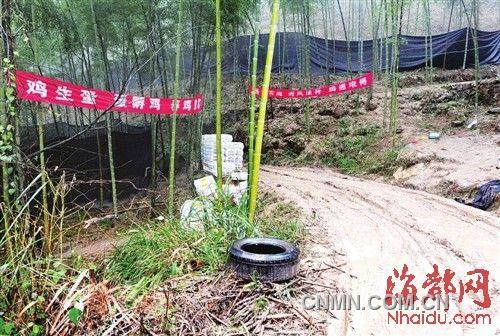 進(jìn)山路口掛著養(yǎng)雞標(biāo)語(yǔ)，四周?chē)谏恼陉?yáng)網(wǎng)，用來(lái)掩人耳目