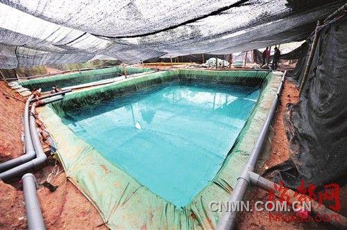 養(yǎng)雞場(chǎng)內(nèi)藏著好幾個(gè)這樣的洗礦池，一層層排列如梯田