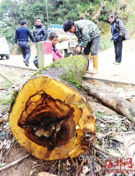 被砍的樹木被村民追回。