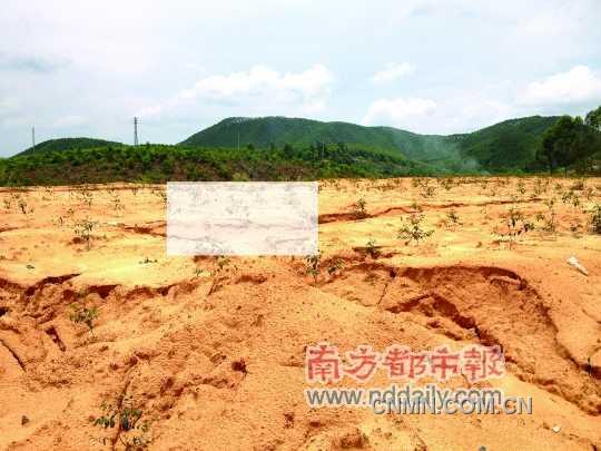 位于界村小學(xué)舊址對面的選礦點，已經(jīng)種上小樹苗復(fù)綠。