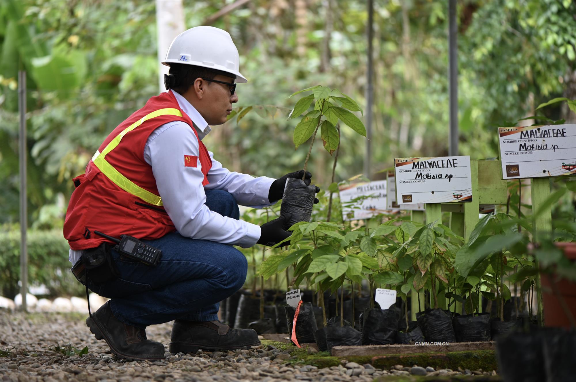 米拉多銅礦員工將稀有的植物移種到植物園。
